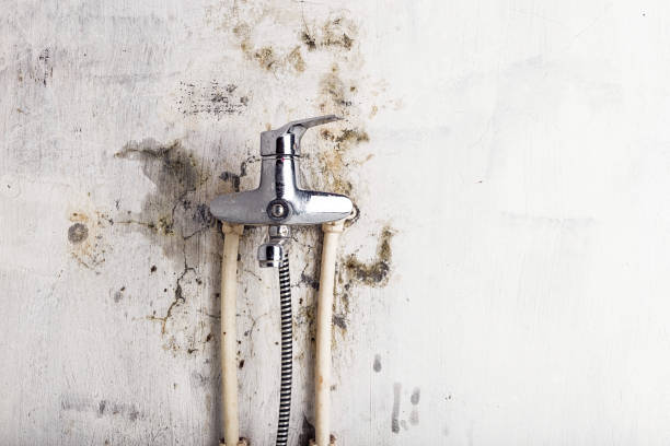 Best Certified Mold Removal  in West Lawn, PA
