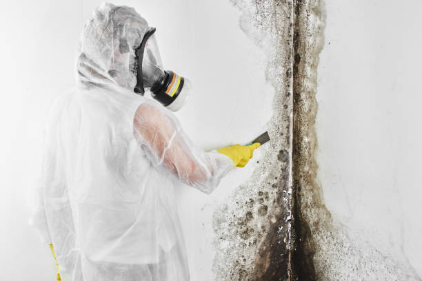 Best Black Mold Removal  in West Lawn, PA