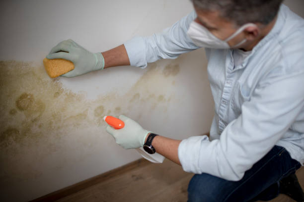 Best Residential Mold Removal  in West Lawn, PA