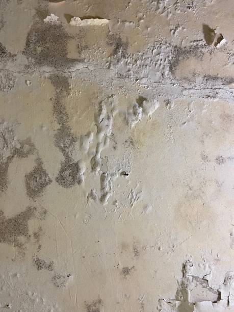 Best Office Mold Removal Services  in West Lawn, PA