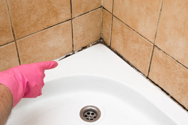 Best Affordable Mold Removal  in West Lawn, PA